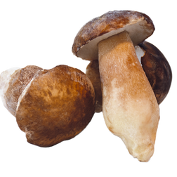 Porcini - Whole Frozen Mushrooms 1kg