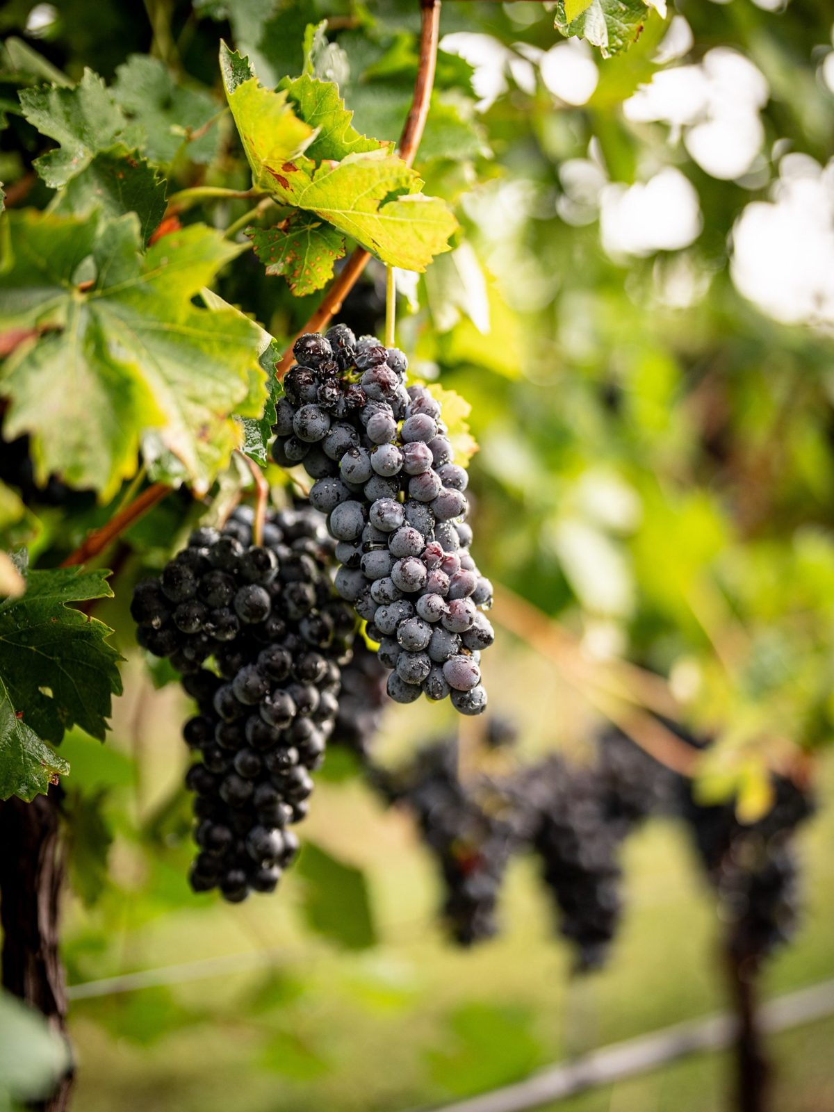 Ripe dark grapes hanging on the vine after rain