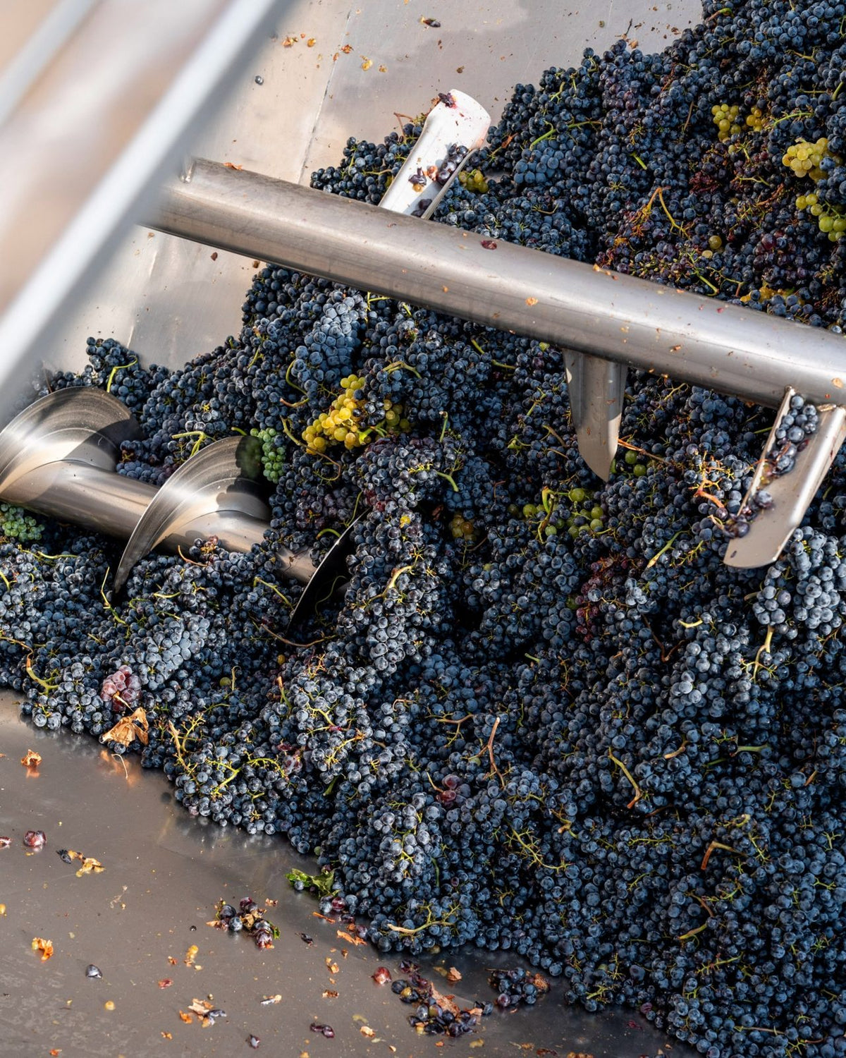 Freshly harvested grapes being fed into the destemmer at the Avanzi cellar