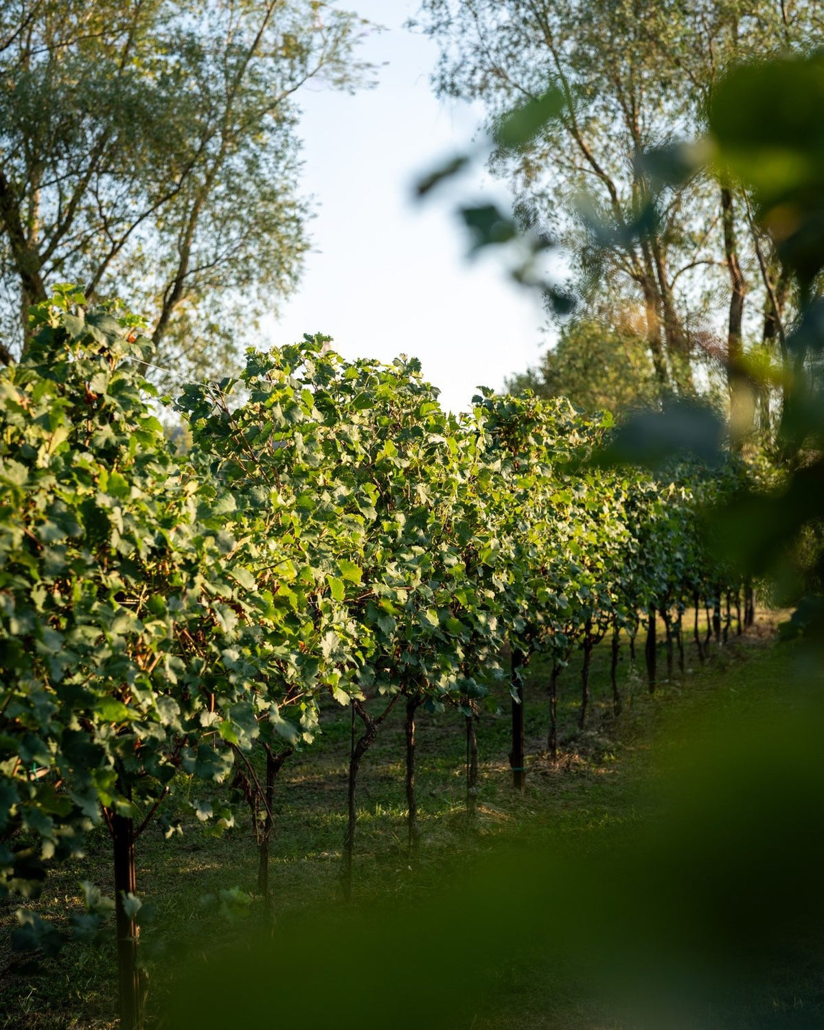 Rows of vines in the late afternoon sun at an Avanzi vineyard