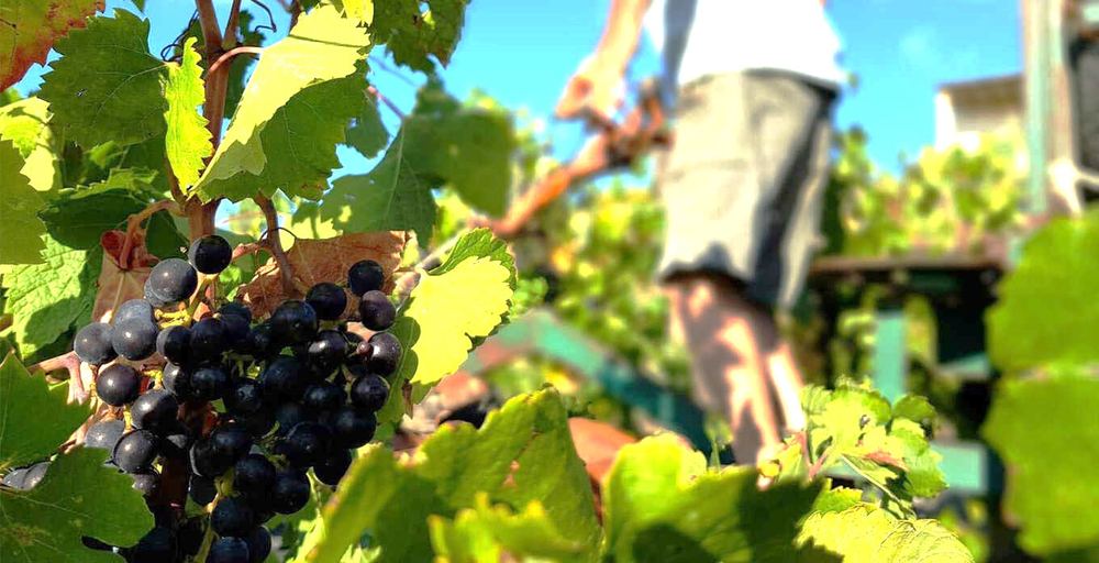 Harvest at Cantine Fina