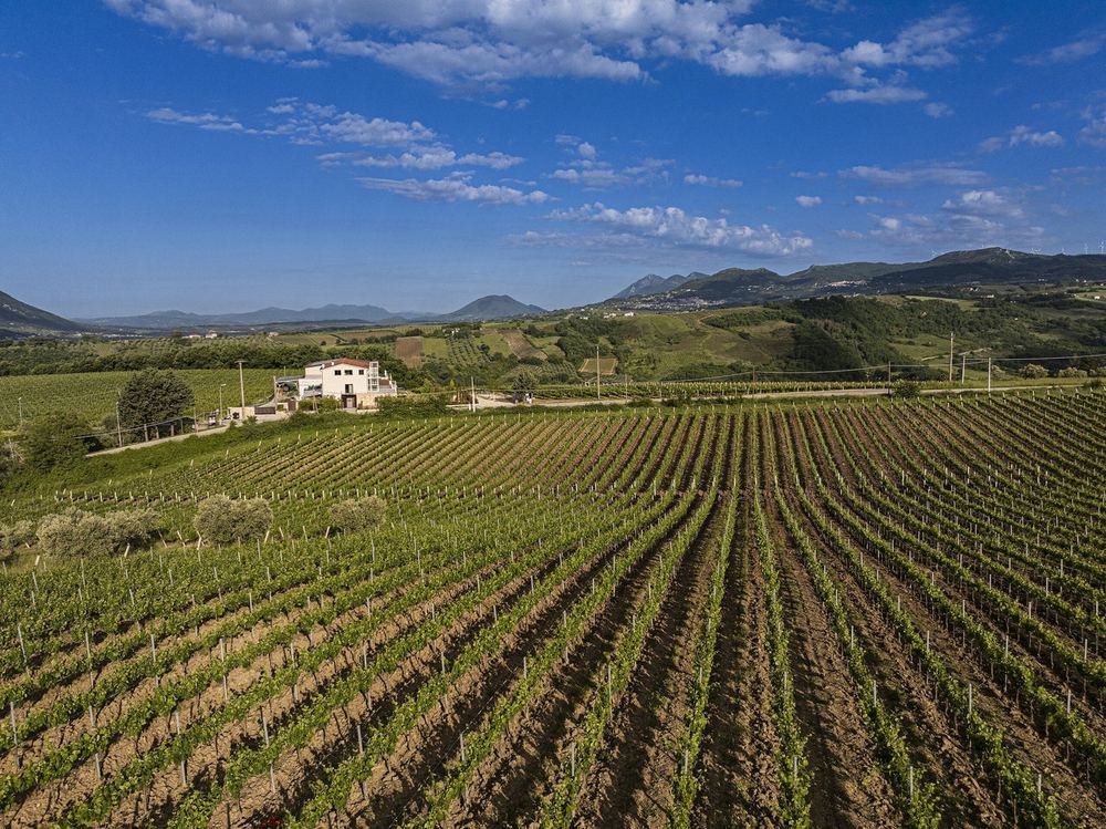 Ocone vineyards in Sannio