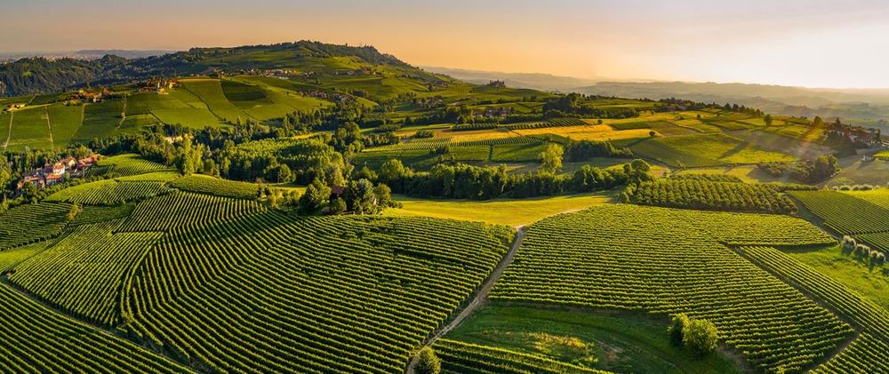 Piazzo vineyards in the Langhe